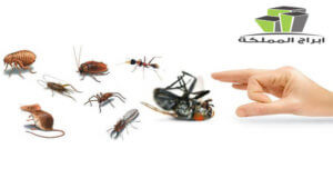 أفضل الطرق لمكافحة الحشرات والقوارض بجميع أنواعها