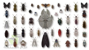 أنواع الحشرات