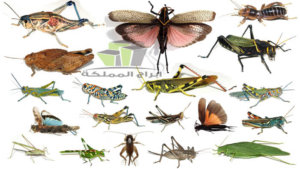 انواع الحشرات السامة