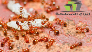 مجموعة حشرات من النمل